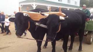 Oxen Parade at Fryeburg Fair 2013 [upl. by Hyacintha]