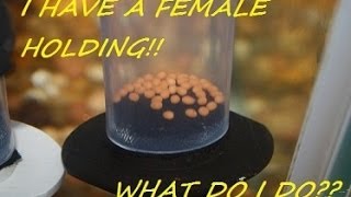 How to breed African Cichlids part 6 quotWhat to do when a female is holdingquot [upl. by Hgielah]