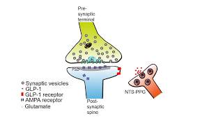 GLP1 Regulates Feeding by Enhancing AMPAR Trafficking [upl. by Tteve]