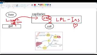 Chylomicron Metabolism [upl. by Nyrual]