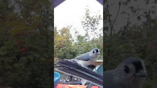 Tufted Titmouse and Blackcapped Chickadee tufted titmouse blackcapped chickadee [upl. by Colombi]