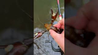 Catching crawfish in creek ￼ [upl. by Olim581]