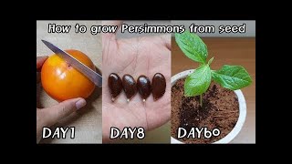 How to grow Persimmons from seed  Home amp Garden [upl. by Bodkin]