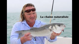 La chaîne naturaliste [upl. by Ahselyt71]