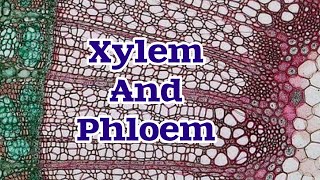 Transport in Plants Xylem and Phloem [upl. by Launamme466]