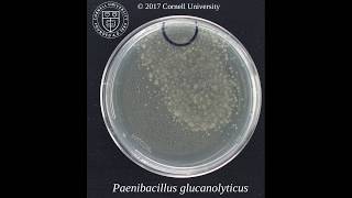 Paenibacillus glucanolyticus motile microcolonies [upl. by Osner]