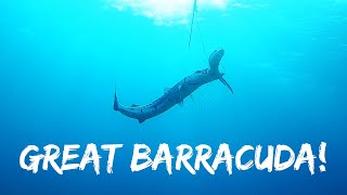 BARRACUDA ATTACKS in front of my FACE [upl. by Katerina733]