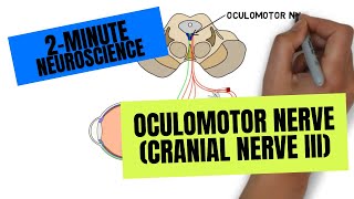 2Minute Neuroscience Oculomotor Nerve Cranial Nerve III [upl. by Hosfmann704]