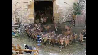 Chèvres Alpines des Tourelles  visite de la ferme ma 1ere vidéo en 2007 [upl. by Alidus356]