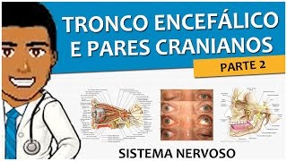 Sistema Nervoso 09  Tronco Encefálico e Nervos Cranianos P2 Ponte e os pares V VI VII e VIII [upl. by Bridwell242]