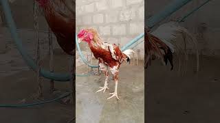 Raja ab theek ho gaya geyaseelmurga birds chicken pigeon birdspecies birdslover [upl. by Bale68]