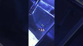 Ocellaris clownfish tank🐠🥵foryoufishtanktouraquarium clownfishocellarispetvlog dailyvlogpet [upl. by Dillon710]