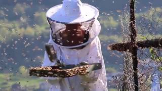 INCROYABLE 15000 abeilles quittent la ruche La Marmotte Bleue TV [upl. by Alamaj]