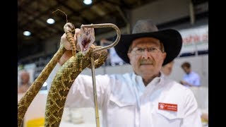 Jaycees Sweetwater Rattlesnake Roundup [upl. by Ahsetel436]