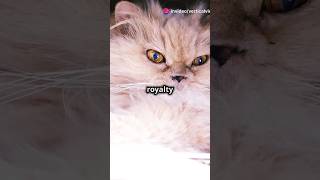 5 Most Beautiful Cat Breeds and Their traits SiameseCats PersianCats BengalCats AbyssinianCats [upl. by Jaddan346]