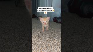 4 week old kittens everywhere Asmr asmr asmrcats catasmr bengalkittenforsale catmeow catlover [upl. by Schoof]