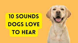 10 Sounds Dogs Love To Hear [upl. by Carmen]