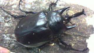 HD Megasoma actaeon from Kingdom of Beetle Taiwan origin PeruMP4 [upl. by Iran]