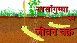 Nepali यार्सागुम्बा काे जीवन चक्र  lifecycle of yarsha gumba Ophiocordysis sinensis [upl. by Jenda]