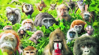 These Are All Primates That Currently Exist [upl. by Alethea]