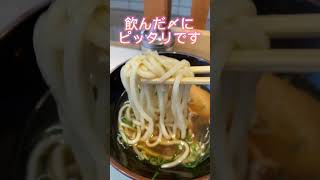 京橋で美味しいうどん🤤飯テロ うどん 大阪グルメ [upl. by Ahsikym56]