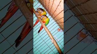 Conure parrot talking🙂 green cheek conureshorts foryou viralvideo conure parrot [upl. by Shaughnessy315]