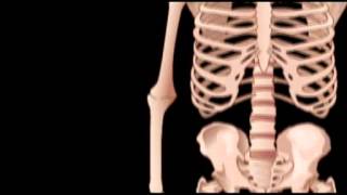 The Skeletal System Updated 2013 [upl. by Airrat]