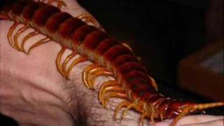 Scolopendra gigantea Peruvian giant centipede hifi [upl. by Hannan]