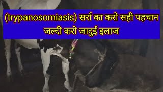 tretment of trypanisomiasis in cowamp Buffalotretment of hypomagnesemia tretment of hypoglycemisho [upl. by Nibaj]