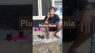 Ayam plucker ayamjago shorts ayamjantan fyp masukberanda [upl. by Letnohs]