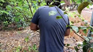 Trimming African Medlar Vangueria infausta Rare Exotic Fruit Tree [upl. by Nytsirt]