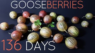 136 Days  Gooseberry Time Lapse 4K [upl. by Mitchel]