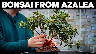 How to Make Bonsai from Azalea🌸EASY [upl. by Nwahsal]