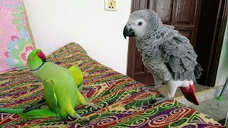 Indian Ringneck Greet African Grey Parrot [upl. by Montanez915]