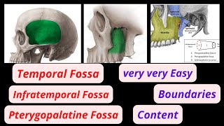 Pterygopalatine Fossa  Anatomy Contents and Borders [upl. by Giannini]