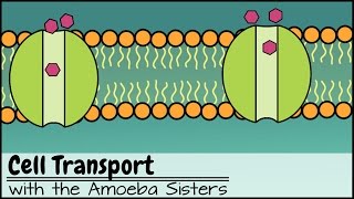 Cell transport Passive and Active Transport [upl. by Idoc903]