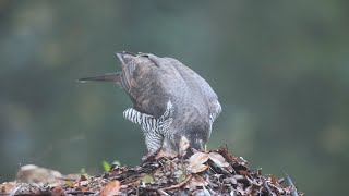 Goshawk ♀ [upl. by Won448]