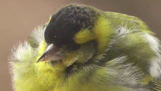 A flock of siskin  Ein Schwarm Erlenzeisige Carduelis spinus [upl. by Ydassac]