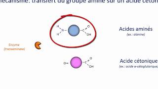 Néoglucogenèse à partir dacides aminés [upl. by Yendic847]