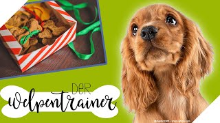 Lecker amp gesund 🍪 Hundekekse selbst backen  Der Welpentrainer  sixx [upl. by Rhetta193]