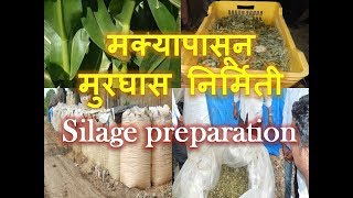 how to prepare best silageमुरघास बनविण्याची शास्त्रशुद्ध पद्धतMultiskill [upl. by Kiyohara]