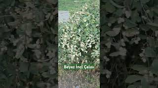 Beyaz İnci Çalısı Symphoricarpos Albus [upl. by Dorsey307]