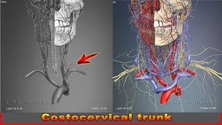 Costocervical trunk  Arteries of head and neck  3D Human Anatomy  Organs [upl. by Eniak596]