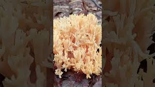 wild mushrooms Amanita pantherina turkey tail mushroommushroom nature fungi [upl. by Enymsaj798]