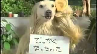 Comercial de Japón perro perturbador [upl. by Ardnuhsed]