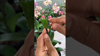 Phalaenopsis orchid cuttings from flower branches [upl. by Edris]