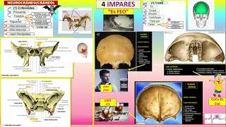 APRENDE FACIL LOS HUESOS DEL CRANEO Y CARA CON NEMOTECNIAS [upl. by Dnomar919]