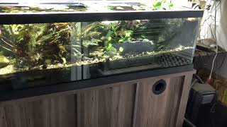 60G fish tank update 3 [upl. by Oraneg]