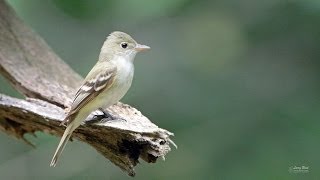 Acadian Flycatcher [upl. by Karalee718]