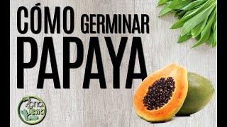 Cómo Germinar Papaya 1 [upl. by Maretz53]